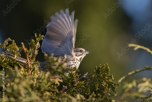 Male song sparrow (Melospiza melodia) singing in spring photo