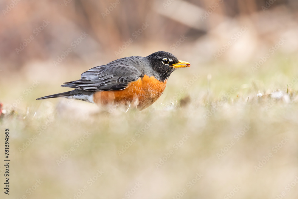American robin (Turdus migratorius) in spring American robin (Turdus migratorius) in spring