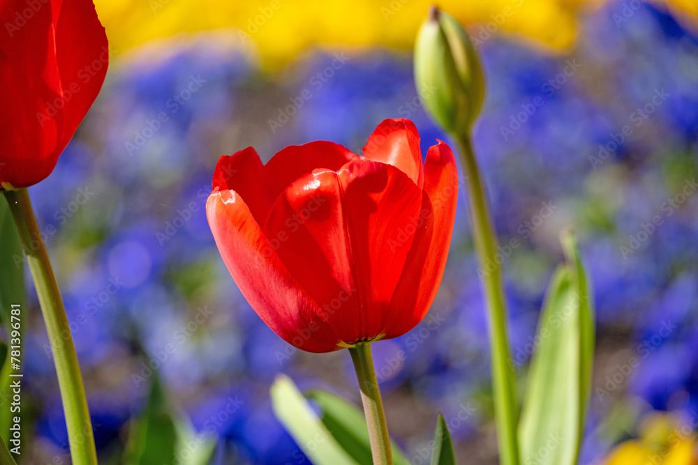 Fototapeta premium beautiful tulip flower in spring