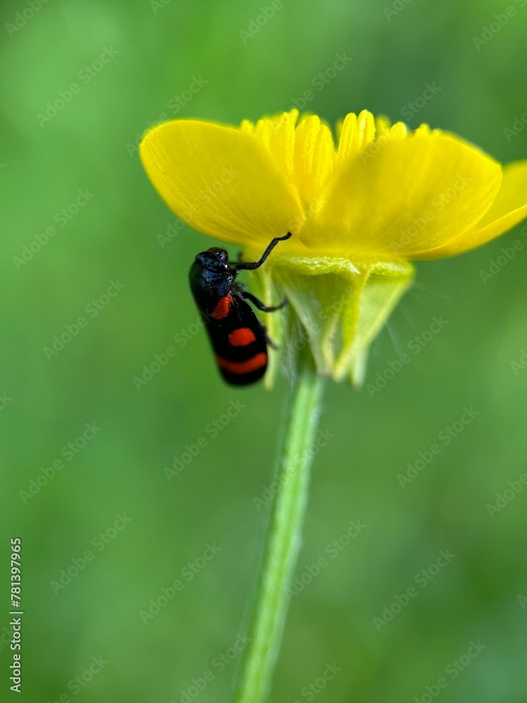 bug on a leaf bug on a leaf