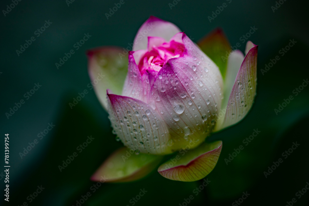 Thousands of lotus flowers in many forms, buds, and blooms. Thousands of lotus flowers in many forms, buds, and blooms.