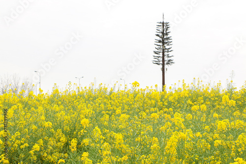 Foto The beautiful bright yellow flowers of a vast rapeseed (Brassica napus) field, w
