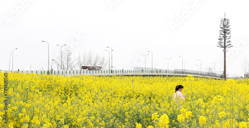 Chengdu, China - 17th March 2024: A Chinese woman wanders through vast rapeseed field of blooming yellow flowers in Sanyuan Village as bus crosses bridge in background. Rural china, spring concept