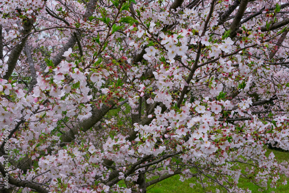 入学式、卒業式のタイミングに桜は花びらを開く、小さな心を大きく膨らませる新たな挑戦の時に、自分の姿を投影させる花である 入学式、卒業式のタイミングに桜は花びらを開く、小さな心を大きく膨らませる新たな挑戦の時に、自分の姿を投影させる花である