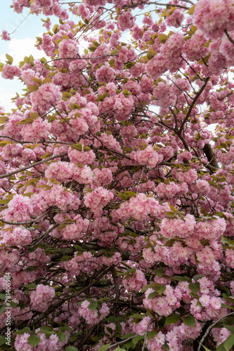 fleurs de cerisier