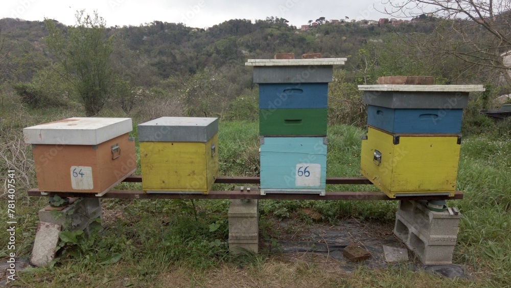 Beekeeper raises bees in the countryside for the production of honey - hives and beehives in nature ,importance of bees for the well-being of the ecosystem - climate change and global warming concept
