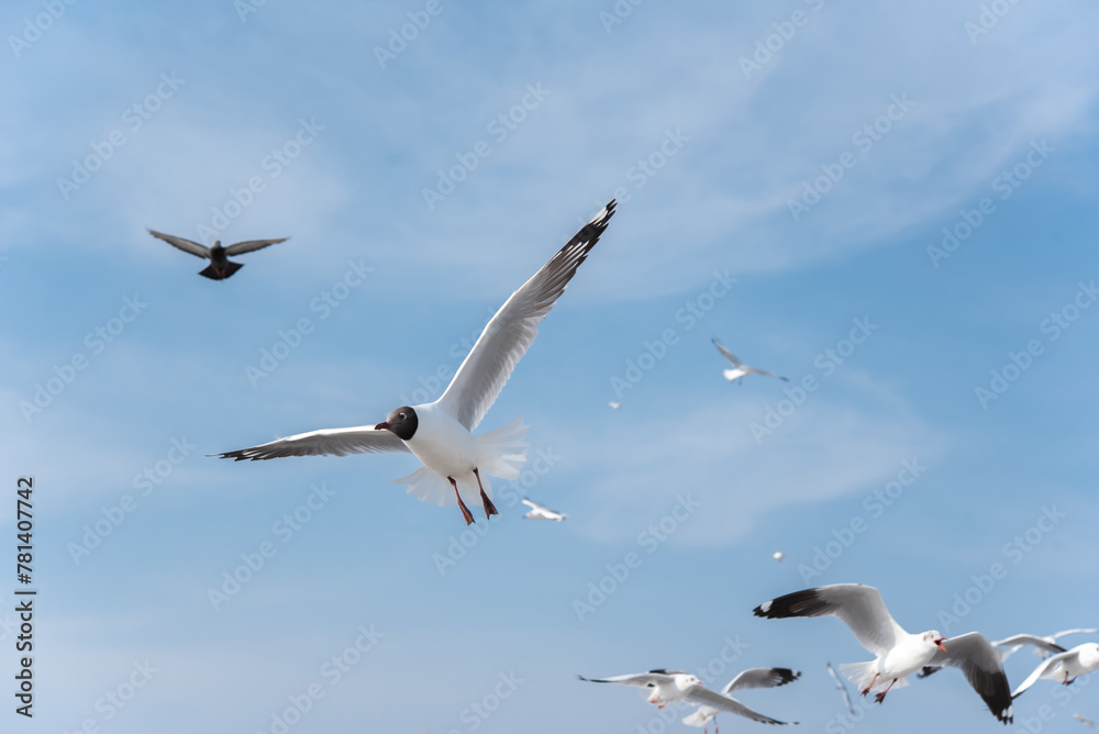 Brown-headed gull bird on sky.