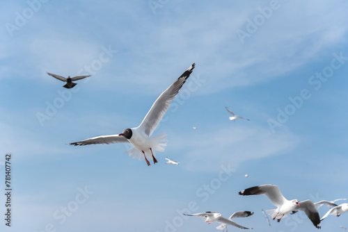 Brown-headed gull bird on sky. © Onkamon