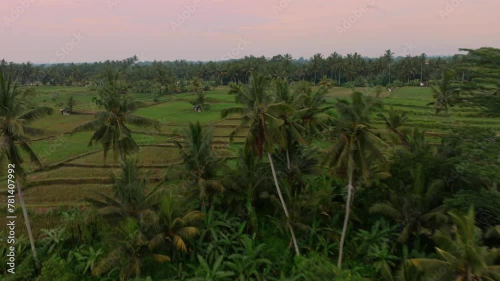 Sunrise over coconut trees and rice fields in Ubud, Bali, Indonesia. Sunrise over coconut trees and rice fields in Ubud, Bali, Indonesia.