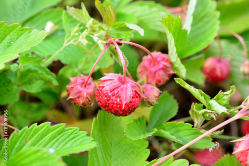 a wild strawberry bush with custers of red berries close up  photo