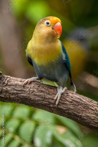 A lovebird (Agapornis) is a type of parrot. There are nine species. They are a social and affectionate small parrot. © lessysebastian