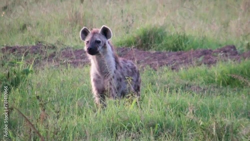 hyena in Serengeti National Park, Kenya, Africa.