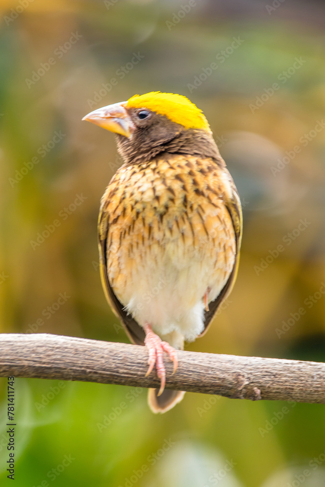 Fototapeta premium The streaked weaver (Ploceus manyar) is a species of weaver bird found in South Asia and South-east Asia