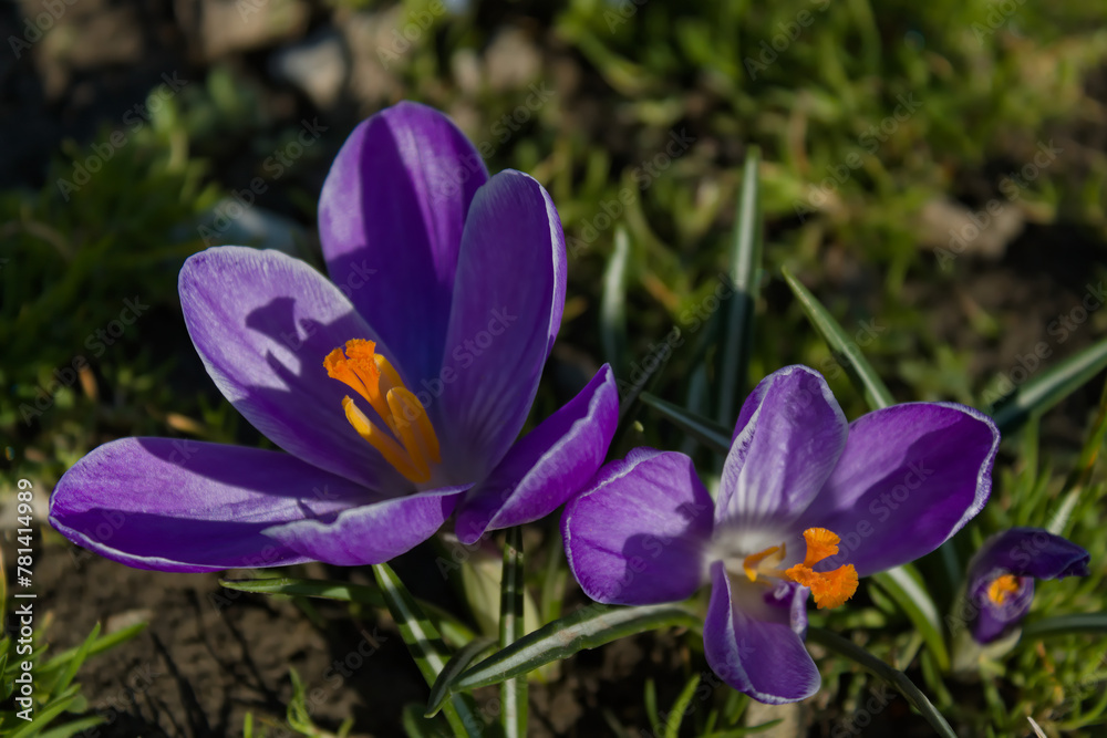 purple crocus flowers in spring purple crocus flowers in spring