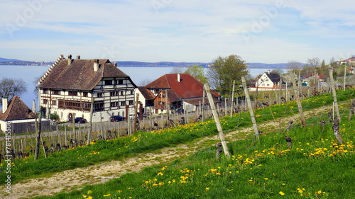 weiter Blick im Frühling vom Höhenweg bei  Haltenau auf Bodensee,  Wiese, Weinberg und Häuser