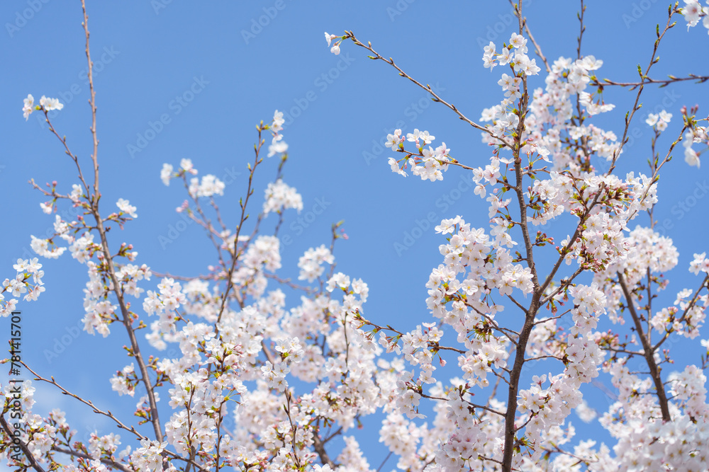 日本の春 桜の花と青空