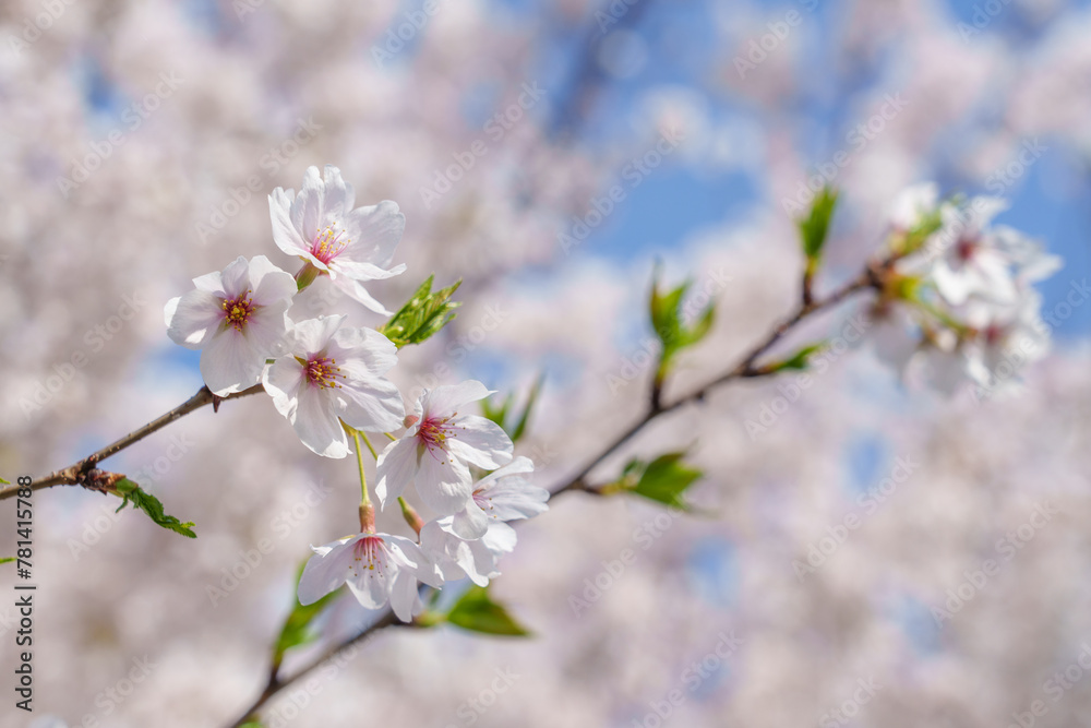 Fototapeta premium 日本の春 桜の花と青空