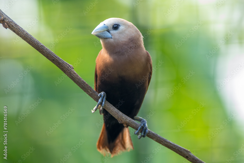 Obraz premium The white-headed munia (Lonchura maja) is a species of estrildid finch found in Teladan, Malaysia, Singapore, Thailand and Vietnam