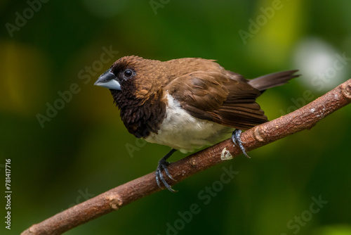 The Javan munia (Lonchura leucogastroides) is a species of estrildid finch native to southern Sumatra, Java, Bali and Lombok islands in Indonesia. photo