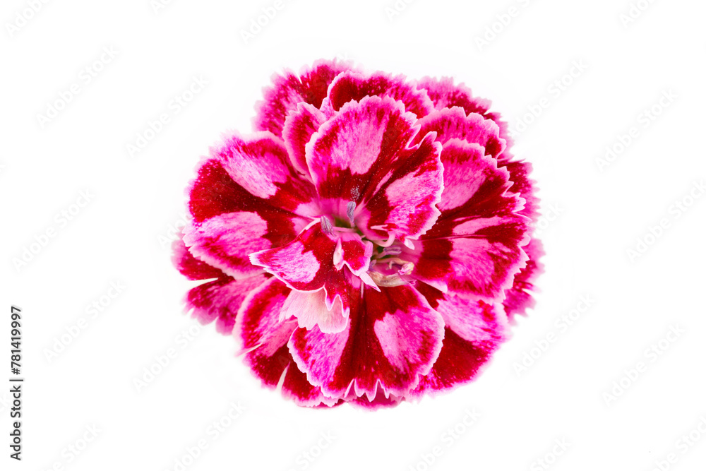Dianthus plumarius flower on the white background Dianthus plumarius flower on the white background