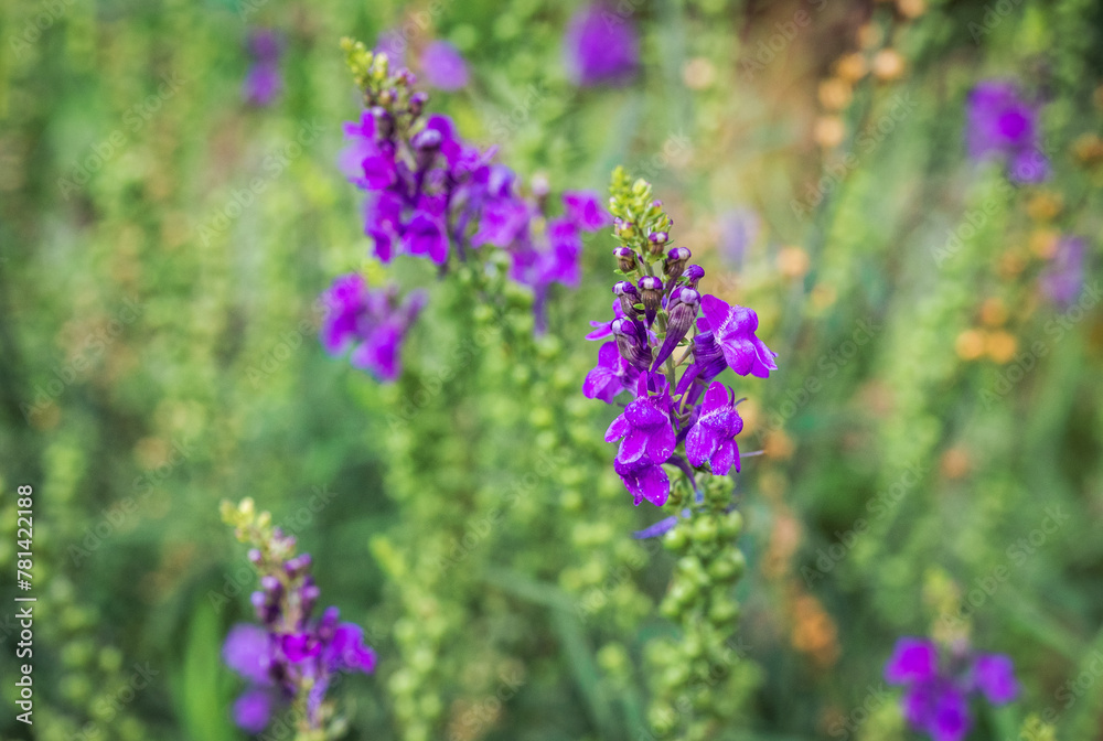 Obraz premium Delicate purple flowers of Linaria purpurea or purple toadflax bush in late summer