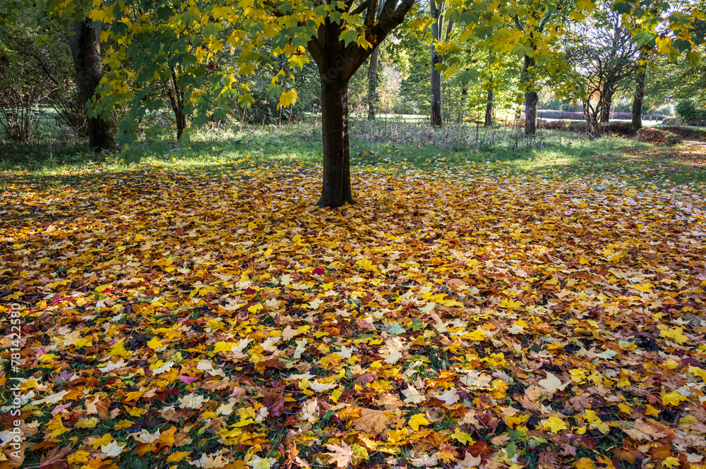 Fallen maple leaves in early Autumn in woodland area Fallen maple leaves in early Autumn in woodland area