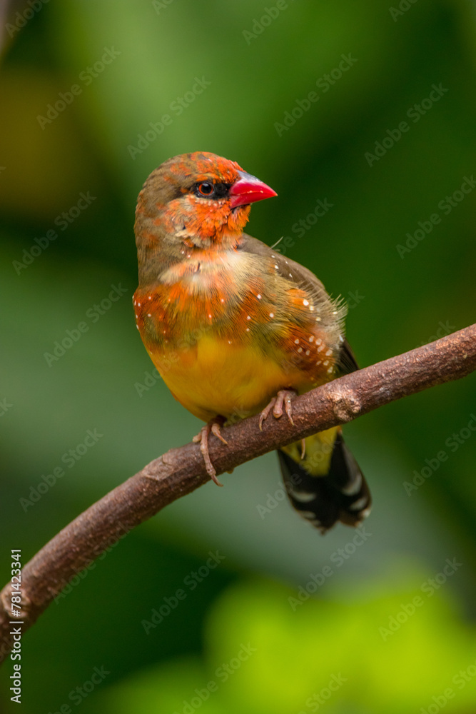 The red avadavat, red munia or strawberry finch, is a sparrow-sized bird of the family Estrildidae. It is found in the open fields and grasslands of tropical Asia and is popular as a cage bird due to The red avadavat, red munia or strawberry finch, is a sparrow-sized bird of the family Estrildidae. It is found in the open fields and grasslands of tropical Asia and is popular as a cage bird due to