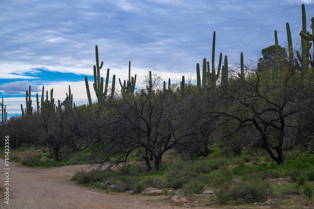  2023-12-31 THE DESERT NEAR CNAYON RANCH IN TUCSON ARIZONA WITH CACTUS A DIRT ROAD AND NICE SKY