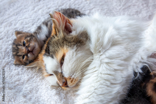 Calico mother cat and her little kitten