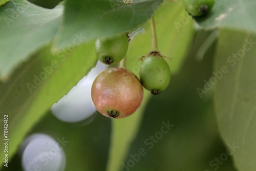 planta calabura - Muntingia calabura  photo