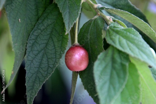 planta calabura - Muntingia calabura  photo