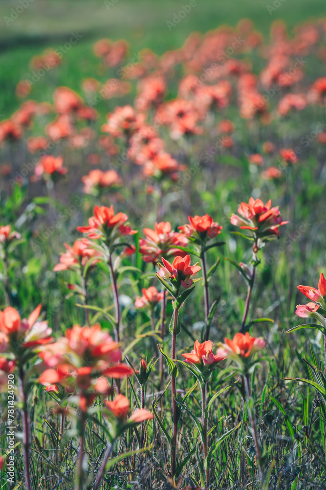 Spring flowers