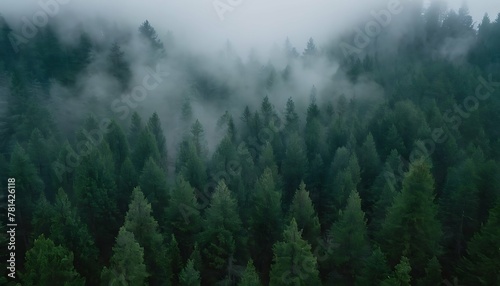 Mystical landscape of rolling hills covered in a thick pine forest. Wispy fog hangs low in the valleys, creating a sense of mystery. Aerial perspective © nocstic