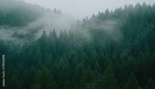 Misty mountain landscape with a dense fir forest viewed from a high altitude, Panoramic scene © nocstic