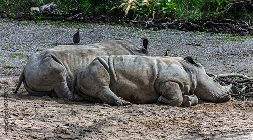 Sleeping african rhinoceroses. Latin name - Diceros bicornis