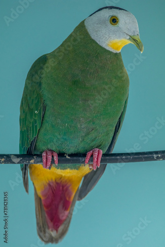 The black-naped fruit dove (Ptilinopus melanospilus), also known as the black-headed fruit dove photo