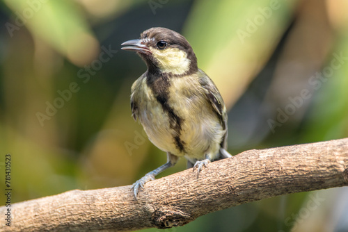 The great tit (Parus major) is a small passerine bird in the tit family Paridae photo