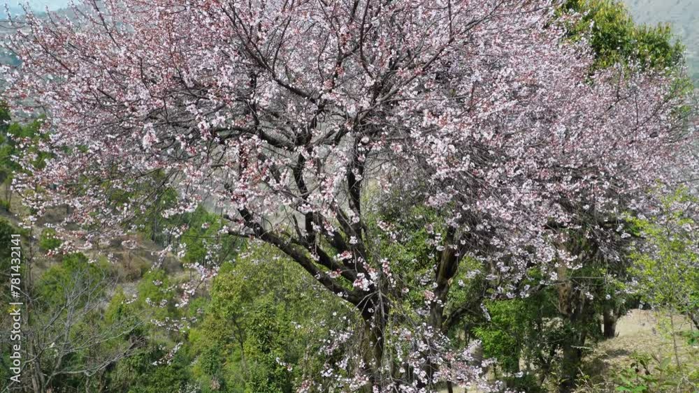 Cherry blossom, or sakura, in the Himalayan region of Uttarakhand, India. Cherry blossom, or sakura, in the Himalayan region of Uttarakhand, India.
