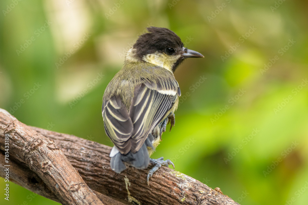 Obraz premium The great tit (Parus major) is a small passerine bird in the tit family Paridae