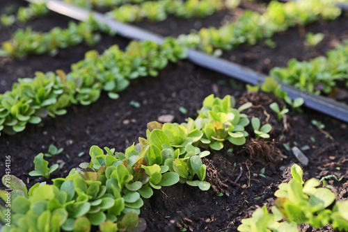 lettuce plants grown in a home garden, in a garden bed, using biological methods. An automated drip irrigation system has been installed. Home gardening concept