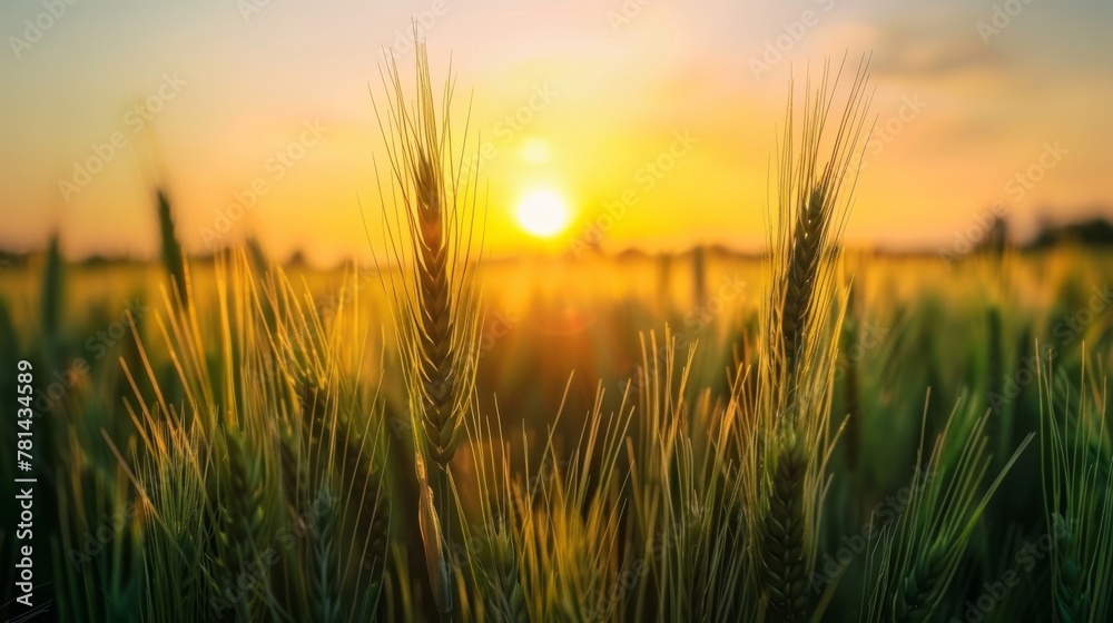 Golden Wheat Field at Sunset. Golden Wheat Field at Sunset.