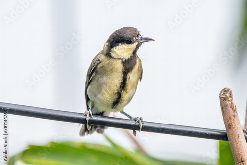 The great tit (Parus major) is a small passerine bird in the tit family Paridae photo