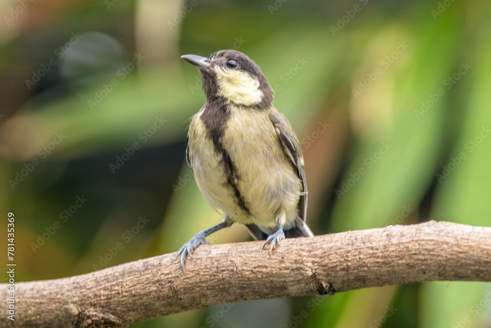 The great tit (Parus major) is a small passerine bird in the tit family Paridae The great tit (Parus major) is a small passerine bird in the tit family Paridae