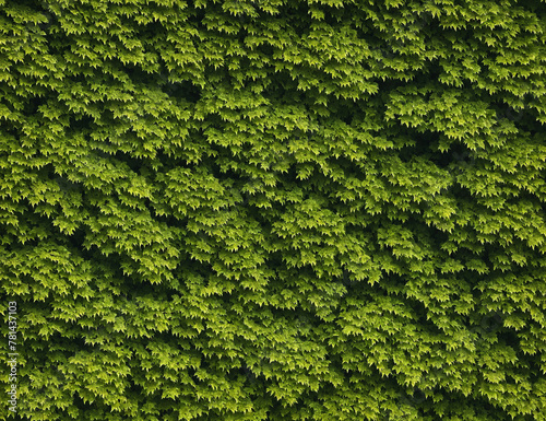 Leafy wall - macro foliage background.
