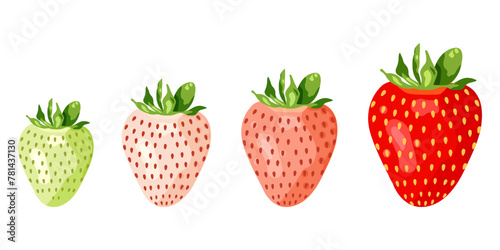 Ripening fresh strawberries. Gradation from green unripe strawberries to red ripe ones. Vector illustration on white background