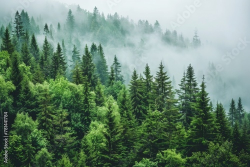 Evergreen larch trees in misty fog enveloping a mountainous landscape