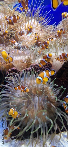  ocellaris clownfish, also known as the false percula clownfish or common clownfish, is a marine fish belonging to the family Pomacentridae, which includes clownfishes and damselfishes. Amphiprion oce
