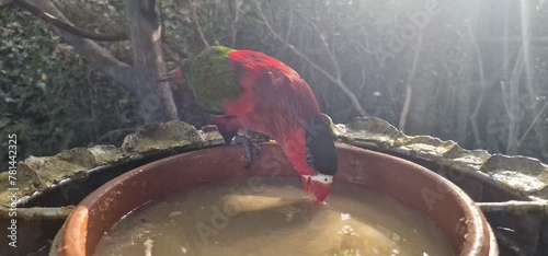 Eclectus roratus  Moluccan eclectus is a parrot native to the Maluku Islands. It is unusual in the parrot family for its extreme sexual dimorphism of the colours of the plumage; the male having a most photo