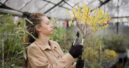 Young woman with pruners inspects the leaves of a young yellow tree in a greenhouse. Girl with black gloves holding gardening pliers.