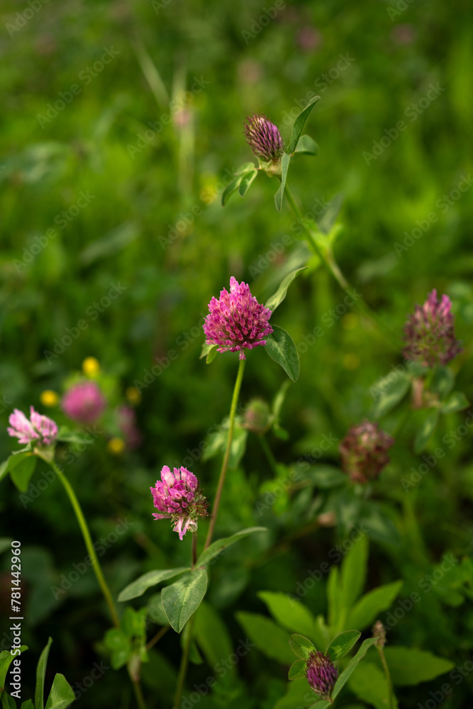 pink flower Trifolium close up. Green nature background pink flower Trifolium close up. Green nature background